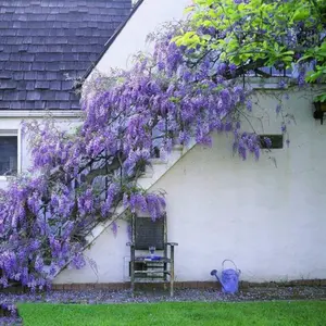 10pcs Wisteria Flower Seeds - Nature's Purple Elegance - Fragrant, Quick-Growing, and Cold-Resistant