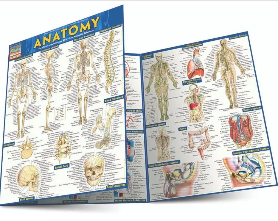 Anatomy: Laminated Reference Guide - TikTok Shop