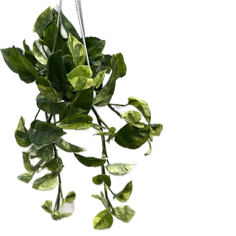 Pothos Lizard Queen Hanging Basket Live Plant 4.5in- Easy Care Epipremnum Pothos Lizard Queen Hanging Basket Live Plant 4.5in- Easy Care Epipremnum