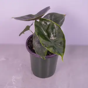 Alocasia Green Unicorn Live Plant 4” Pot | Unique Foliage Alocasia
