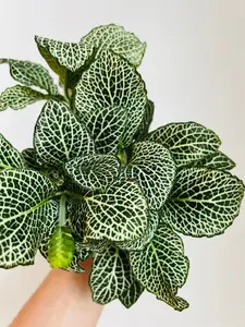 Monstera Lechleriana Albo Variegata - Skeleton Plant - High Variegation - Rare Aroid - Tropical Plant - Available in 4” Pots