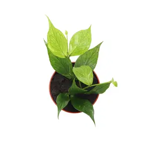 Hoya Polyneura Fishtail (Mermaid Tail) from California Tropicals