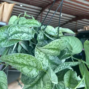 8” Silver Satin Exotica, live indoor plant