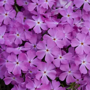 Green River 50 Rose Quartz Phlox Seeds - Perennial Flower Seed Pack, Ground Cover Texture, Outdoor Bedding Fit, Vibrant Pollinator Garden Seeds, Premium Bulk Mix