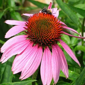 Purple Coneflower (Echinacea) Flower - 200+ seeds