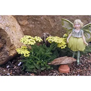 World's Smallest Tiny Gold Yarrow - Achillea - Fairy Garden/Rock Garden-2.5" Pot