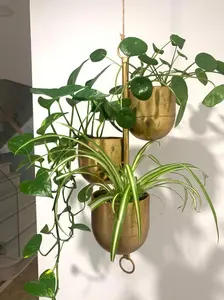 Brushed Gold 3-Pot Hanging Planter!
