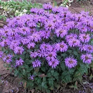 Green River 100 Blue Moon Bee Balm Seeds - Perennial Flower, Flower Seed Pack, Rare Blue-Purple Blooms, Cottage Garden Seeds, Pollinator Plant For Shade