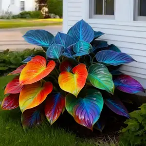 1000+ Rare Rainbow Foliage Hosta Seeds - Transform Your Garden with Vibrant Colorful Leaves