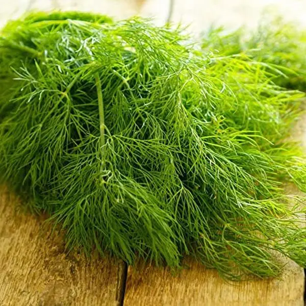 Anethum Graveolens Dill Vegetable Herb Plant Seeds (4 Packs, 1000 Seeds Each) – All Seasons, Easy to Grow, Full Sunlight, Outdoor Growth, Pollinator-Friendly, with Companion Planting Guide, Garden Supplies for Pickling & Preserving Homegrown Produce