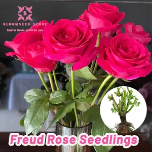 The Floyd rose seedlings are now available! Their brilliant color scheme makes them the perfect choice for cut flowers, which can thrive in outdoor gardens and yards, and are easy to cultivate, making them ideal for beginners