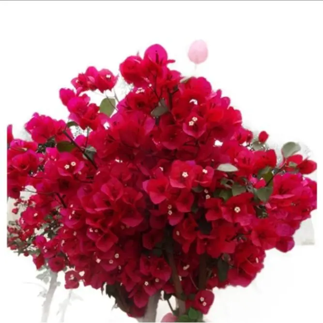 Easy Grow Bougainvillea Mix & California Giant Zinnias Seeds for Planting Outdoors - Drought-Tolerant, Colorful Pest-Free All-Seasons Flower Seed Bags for Balcony, Garden Home Improvement Supplies