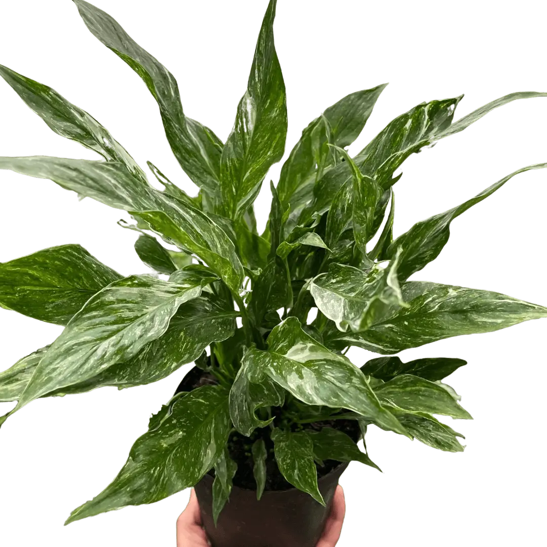 Domino Peace Lily