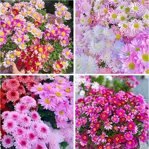 1000+Pyrethrum Seeds for Planting -Pyrethrum Flower Seeds Yellow-Tanacetum Chrysanthemum Plant Garden Flower Seed