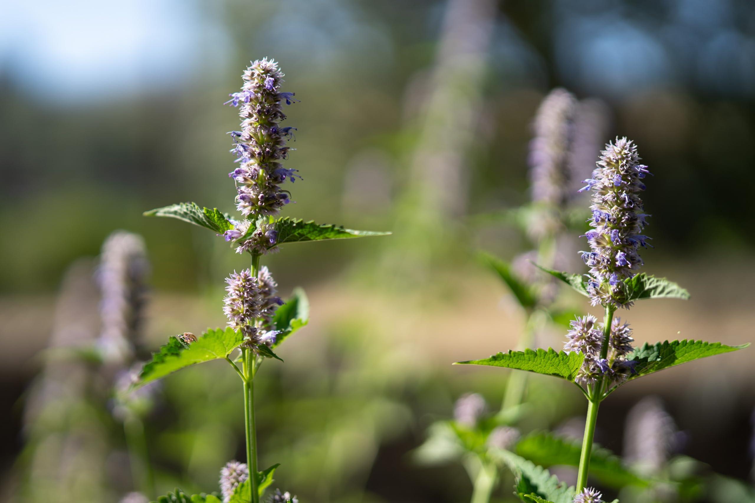 Plant Good Seed Korean Licorice Mint Seeds for Planting: Perennial Herb, Purple Flowers - 50 Seed Packet