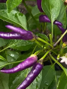 Buena Mulata Pepper Seeds | Hot | Heirloom | Organic - 10 seeds