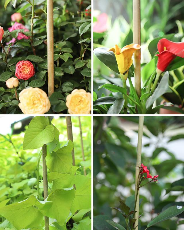 2FT-6FT Natural Bamboo Plant Stakes, Garden Support for Tomatoes & Flowers