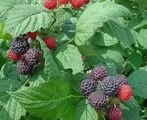 Rubus leucodermis | Black Raspberry | 20_Seeds