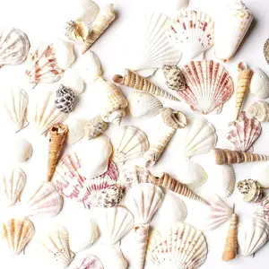 Mixed Ocean Beach Fairy Garden Assorted Seashells Marine Life for Decorations, Arts & Crafts, Party Favors Collection (Approx. 50 Pieces)