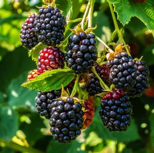 Set 2 Triple Crown Thornless Blackberry Plants for Planting, Blackberries Plants for Outdoor 4 to 6 Inch Tall