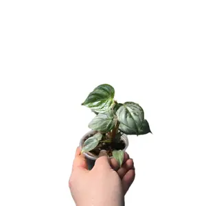 philodendron sodiroi