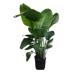10''  Bird of Paradise Plant