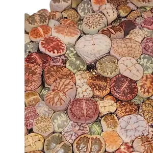 Lithops Assorted 20 Living Stones Mixed Live Plants - 20pk Bare Root
