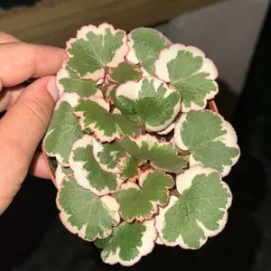 Variegated Strawberry Begonia 2" Plant
