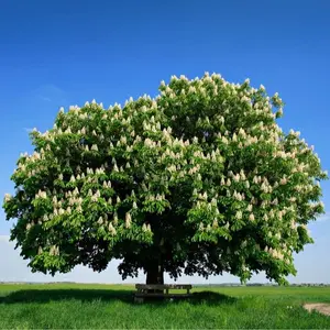 Hybrid Chestnut Tree Seedlings for Planting - Whitetail Deer's Choice Food - 1 Yr Seedlings - Castanea dentata x mollisima - No Ship to California