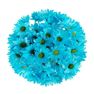 Light Blue Tinted Pompom Daisy Mums