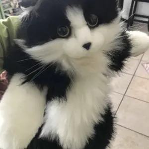 Product Review of 【TikTokShopBacktoSchool】Chongker Stylish Daypack Plush Cat Backpack - Realistic Stuffed Animal Fashion Accessory & Unique Gift for Cat Lovers - 1 Set Gift Wrap from R**e M**e H**n