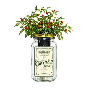 Chiltepin Pepper Indoor Garden Kit – Mason Jar Hydroponic Pepper Grow Kit – Windowsill Countertop Wild Chili Pepper Plant – Grow Peppers Indoors