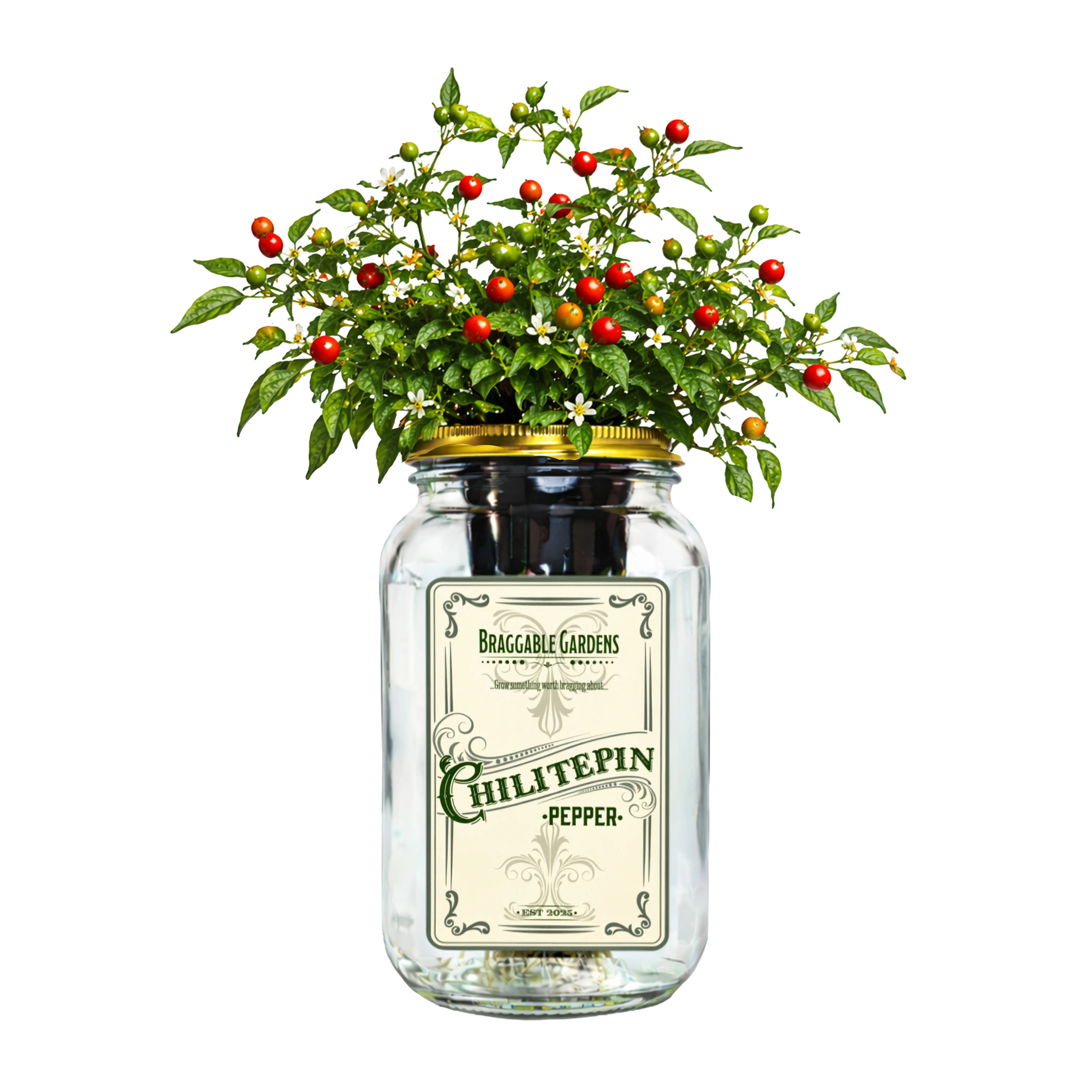 Chiltepin Pepper Indoor Garden Kit – Mason Jar Hydroponic Pepper Grow Kit – Windowsill Countertop Wild Chili Pepper Plant – Grow Peppers Indoors