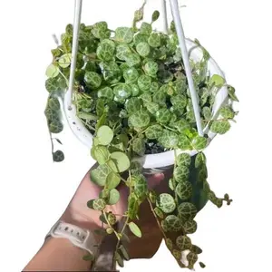 String of Turtles 4.5" Plant Live Hanging Basket Indoor Houseplant in Potting Soil, Housewarming, Birthday Gift, Room and Office Decor