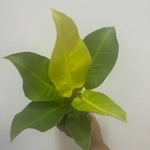 Philodendron moonlight