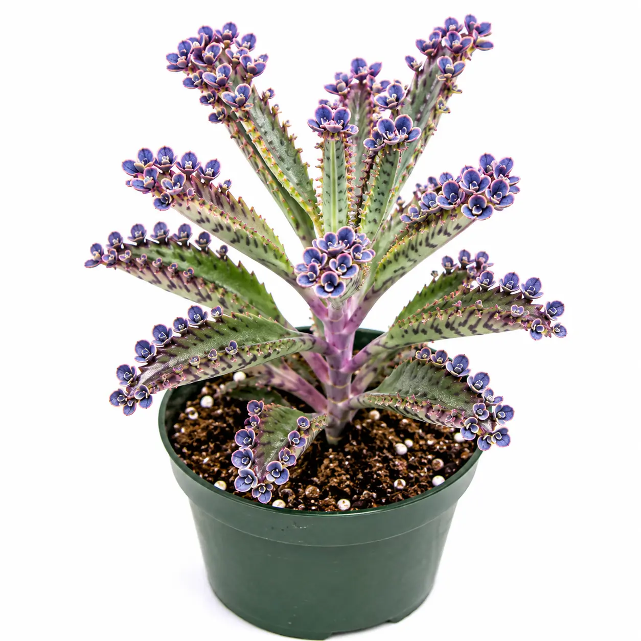 Blue Mother of Millions Live Plant – 2 Inch Pot – Rare Kalanchoe delagoensis Succulent – Easy Care Indoor Houseplant