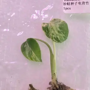 Monstera “Bulbasaur” Tissue Culture Plantlet - Rare Collector Aroid, Lab-Grown Tropical House Plant, Indoor Houseplants Live Plant with Heart-Shaped Leaves