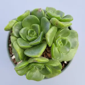 Aeonium 'Lily Pad' Rosette