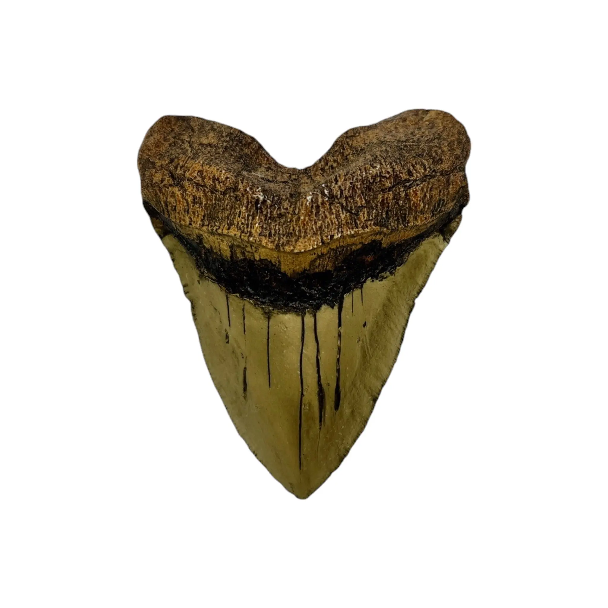 Megalodon Tooth Replica - Prehistoric Shark
