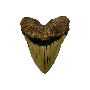 Megalodon Tooth Replica - Prehistoric Shark