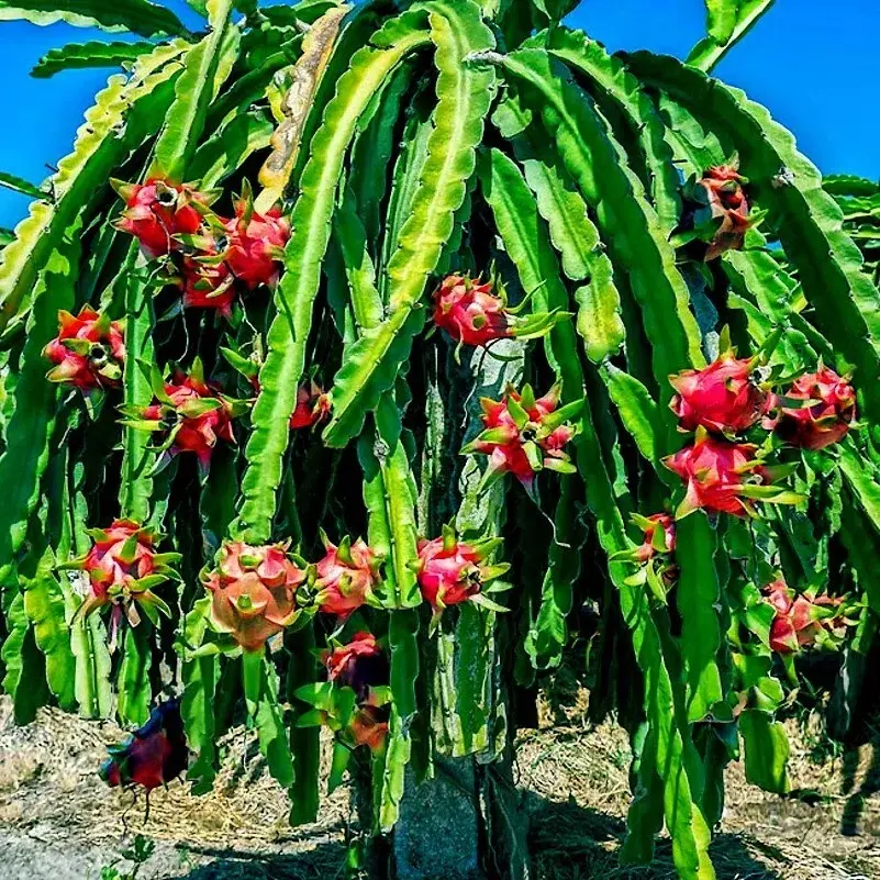 25 RED DRAGON FRUIT VINE SEEDS Cactus Pitaya HUGE 12" Flowers