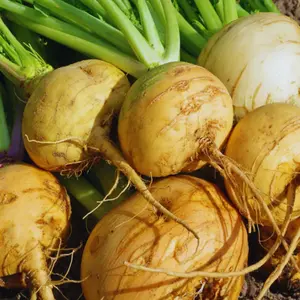 Heirloom Golden Globe Turnip Seeds - Organic and Regenerative Gardening Seeds