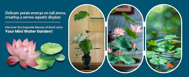 20 lotus seeds, unique varieties, mixed colors, detailed planting guide included, great for ponds, water gardens and gifts, high germination rate, easy to grow