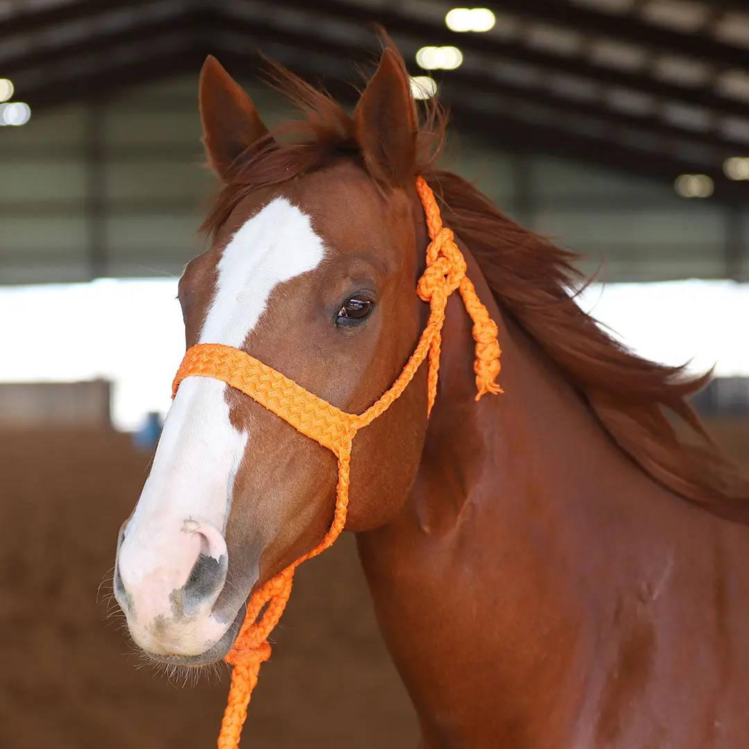 MULE TAPE HALTER MULE TAPE HALTER