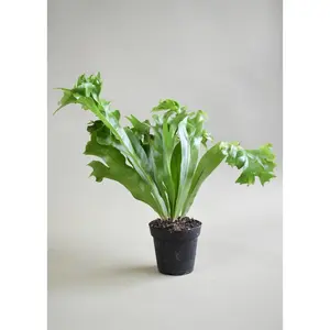 Elkhorn Fern - Live Plant in a 6 Inch Grower's Pot - Microsorum Punctatum - Exotic Textured Foliage for Your Home Office Or Garden Space