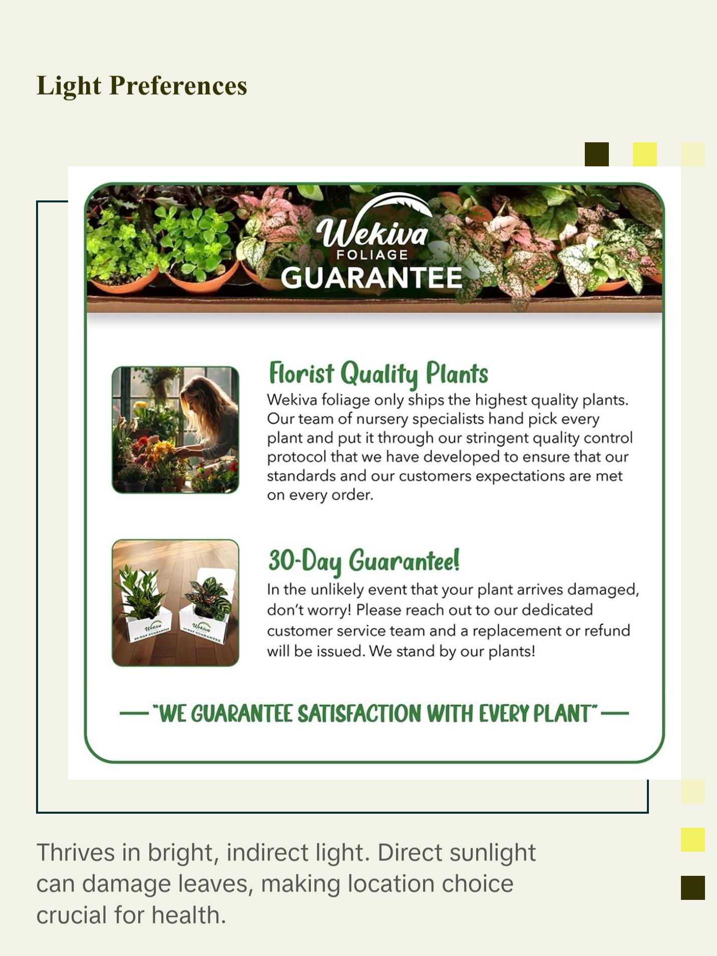 Pink Spotted Begonia - Live Plant in a 4 Inch Pot - Begonia Amphioxus - Rare and Beautiful Tropical Indoor Houseplant - Air Purifying