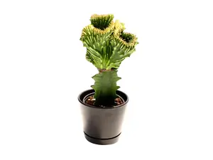 Yellow Mermaid Tail Cactus 4" Potted Live Plant - Euphorbia lactea 'Cristata' - Rare Crested Succulent - Vibrant Yellow Variegation - Easy Care - Architectural Houseplant - Exotic Desert Decor - Low Maintenance - Statement Specimen