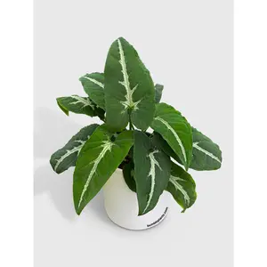 Syngonium Wendlandii 'Silver Goose Foot'