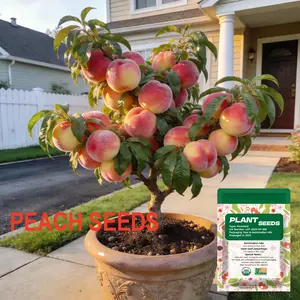 Peach Seeds-- High Survival Rate Fast Growing Sweet Juicy Fruit Non-GMO Organic for Home Garden Balcony Indoor Outdoor Planting