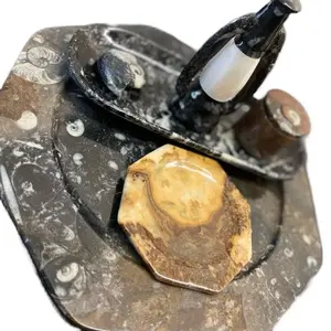 Ammonite and orthoceras fossil bundle